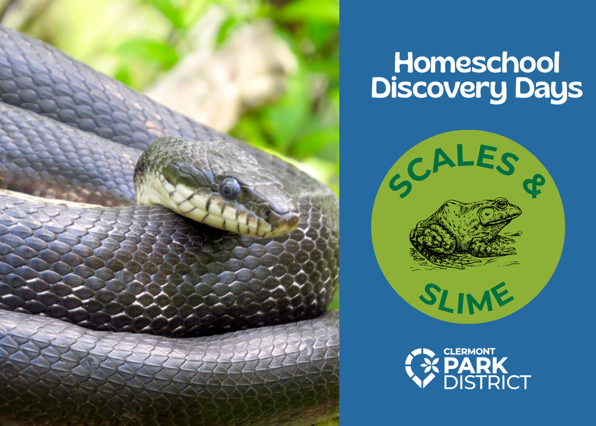 The left side of the image is a photo of a black rat snake. On the right side, the words "Homeschool Discovery Days" are written over a blue background. Underneath, "Scales & Slime" is written in a st